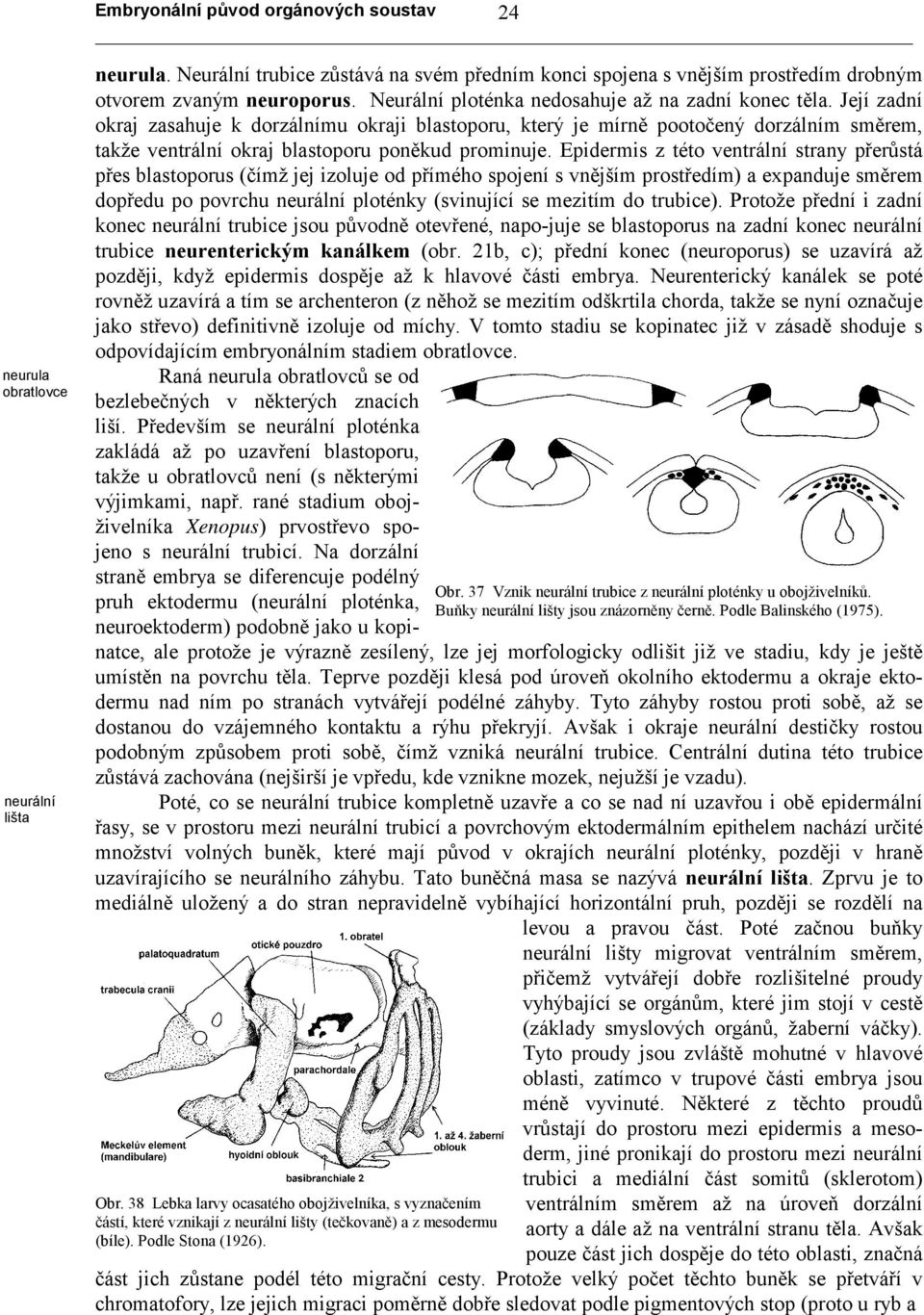 Její zadní okraj zasahuje k dorzálnímu okraji blastoporu, který je mírně pootočený dorzálním směrem, takže ventrální okraj blastoporu poněkud prominuje.