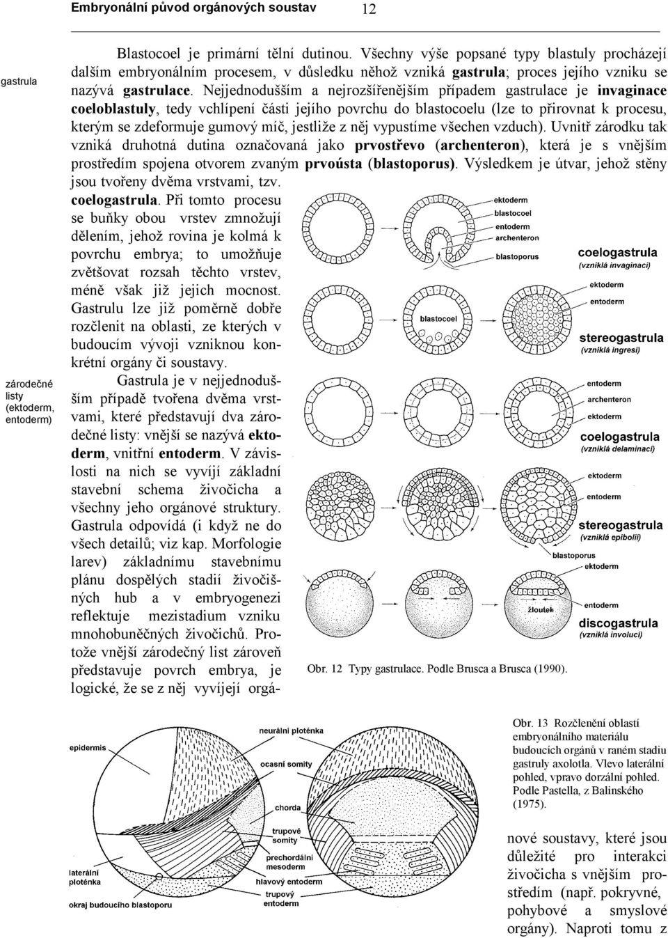 Všechny výše popsané typy blastuly procházejí dalším embryonálním procesem, v důsledku něhož vzniká gastrula; proces jejího vzniku se nazývá gastrulace.