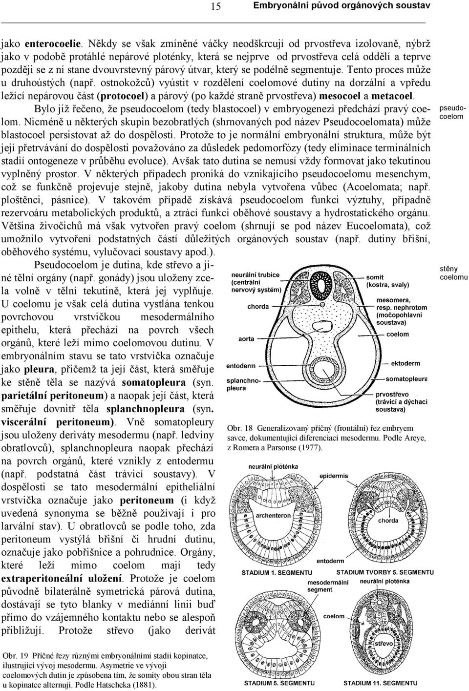 párový útvar, který se podélně segmentuje. Tento proces může u druhoústých (např.