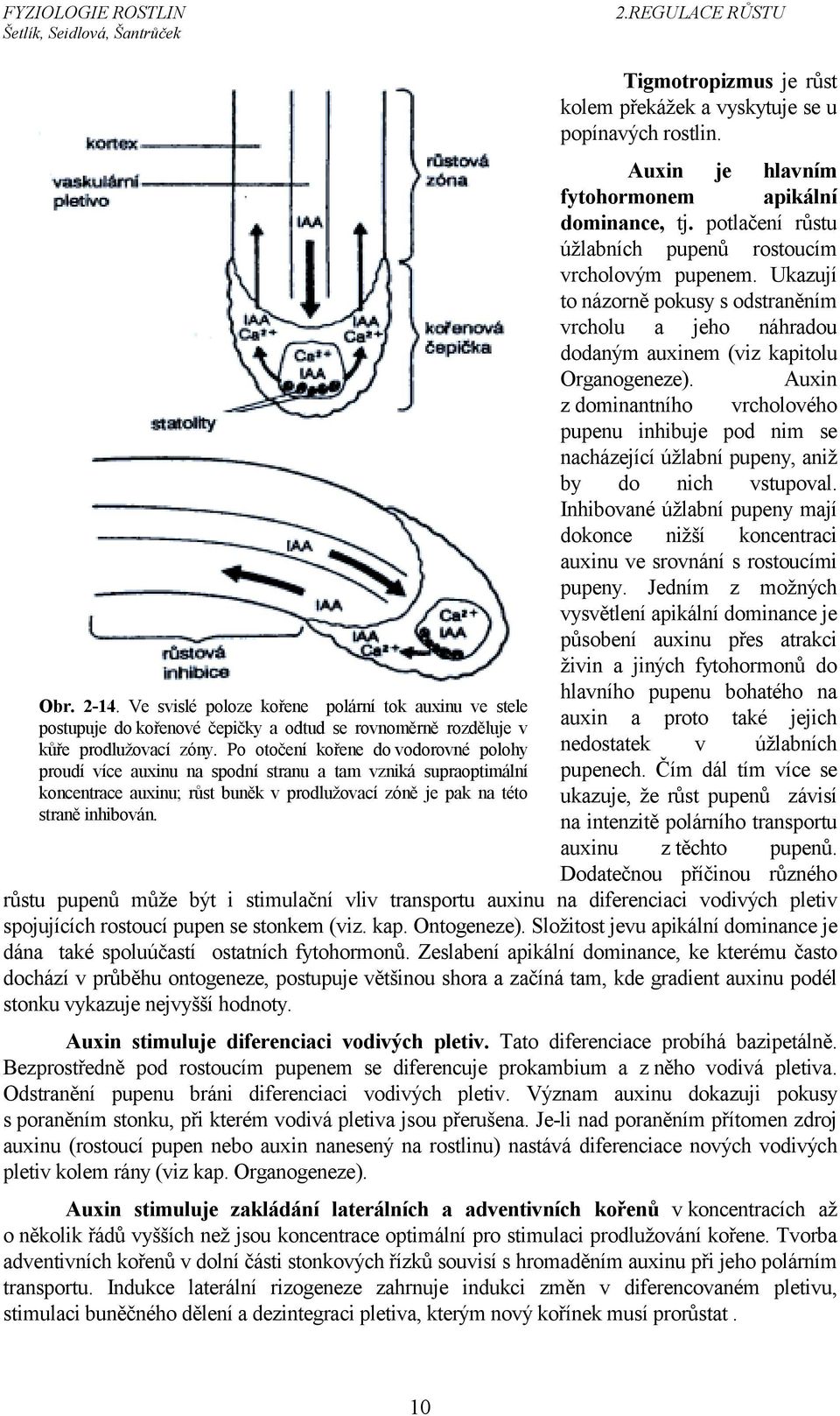 Tigmotropizmus je růst kolem překážek a vyskytuje se u popínavých rostlin. Auxin je hlavním fytohormonem apikální dominance, tj. potlačení růstu úžlabních pupenů rostoucím vrcholovým pupenem.