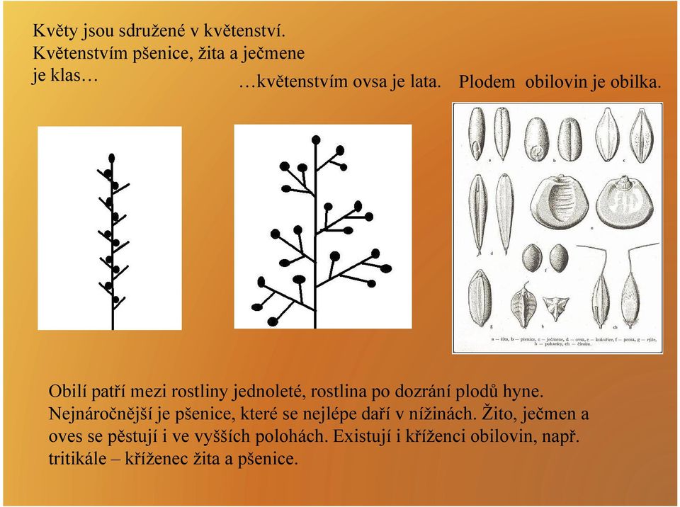 Obilí patří mezi rostliny jednoleté, rostlina po dozrání plodů hyne.