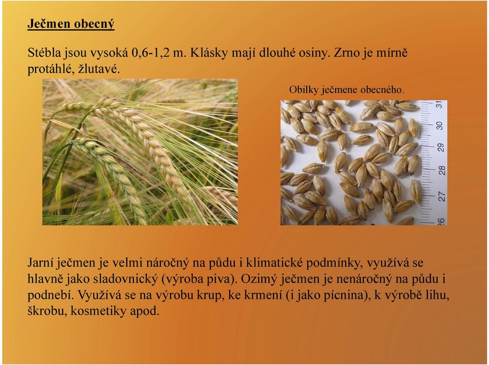 Jarní ječmen je velmi náročný na půdu i klimatické podmínky, využívá se hlavně jako