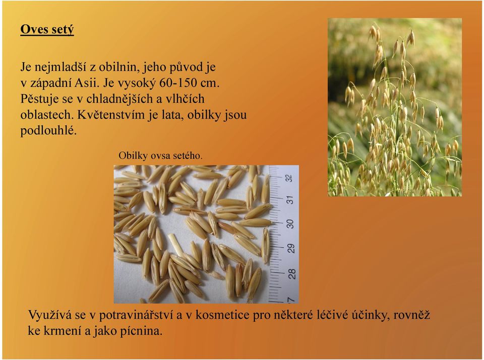 Květenstvím je lata, obilky jsou podlouhlé. Obilky ovsa setého.