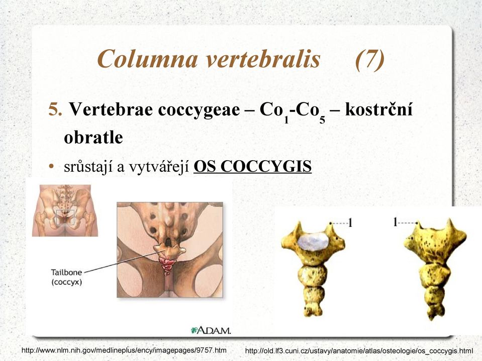 vytvářejí OS COCCYGIS http://www.nlm.nih.