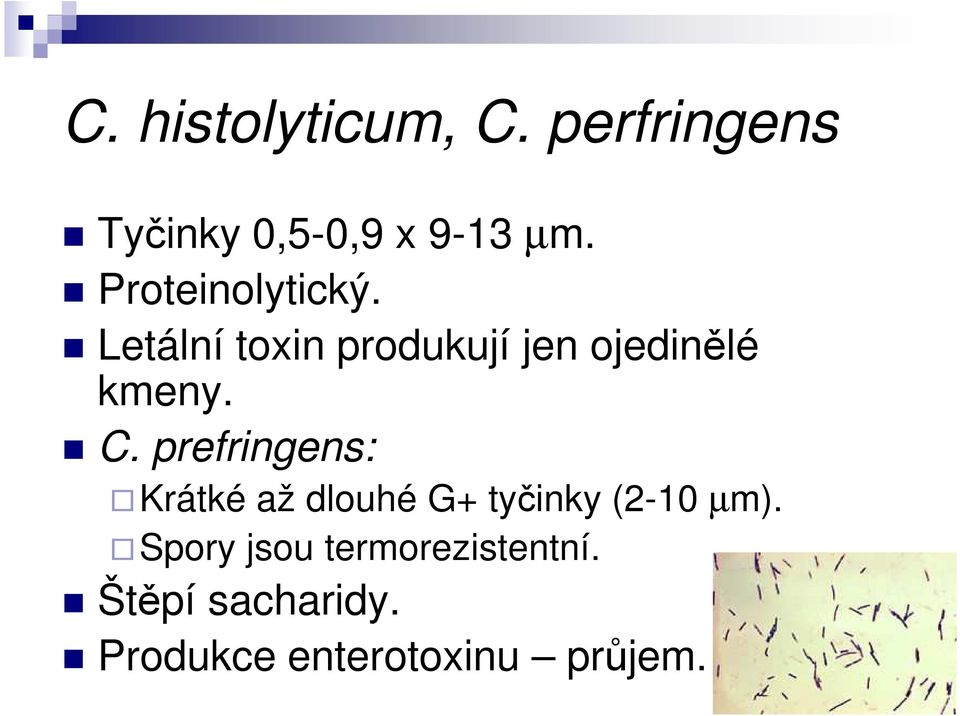 C. prefringens: Krátké až dlouhé G+ tyčinky (2-10 µm).
