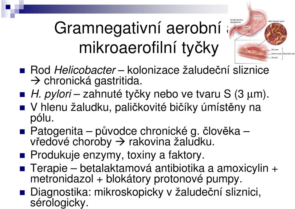 člověka vředové choroby rakovina žaludku. Produkuje enzymy, toxiny a faktory.