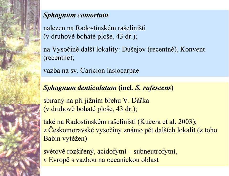 Caricion lasiocarpae Sphagnum denticulatum (incl. S. rufescens) sbíraný na při jižním břehu V.