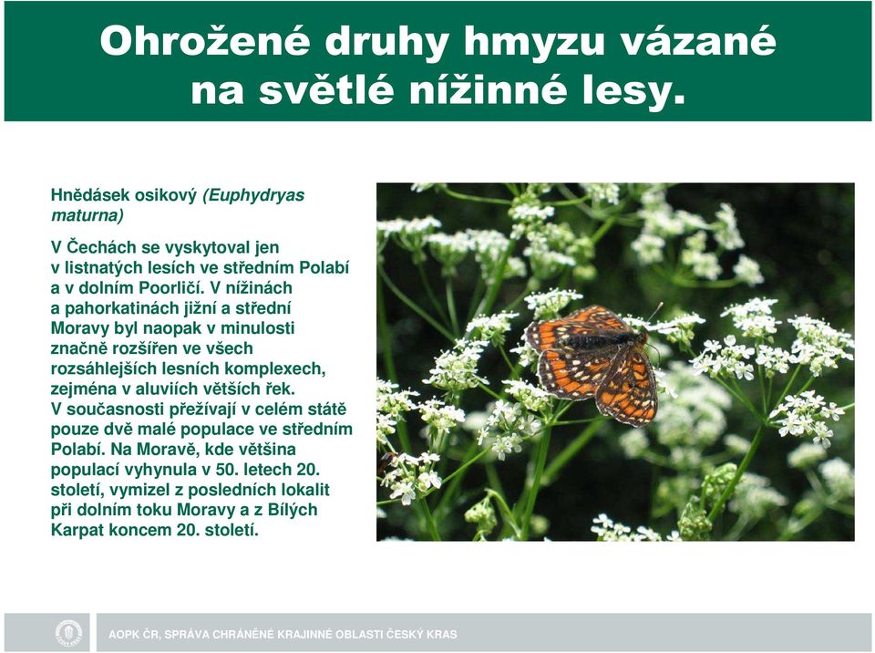 V nížinách a pahorkatinách jižní a střední Moravy byl naopak v minulosti značně rozšířen ve všech rozsáhlejších lesních komplexech, zejména v