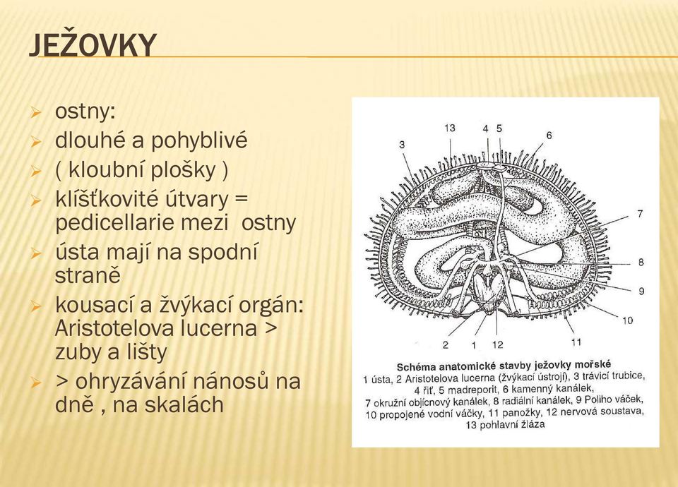 na spodní straně kousací a žvýkací orgán: Aristotelova