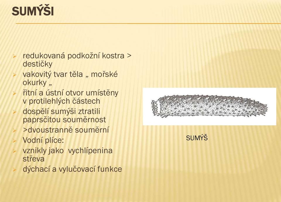 dospělí sumýši ztratili paprsčitou souměrnost >dvoustranně souměrní