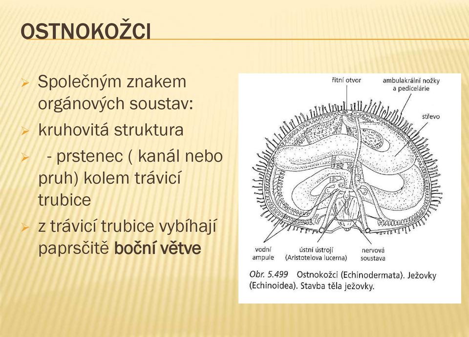 kanál nebo pruh) kolem trávicí trubice z