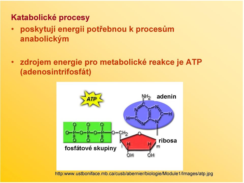 reakce je ATP (adenosintrifosfát) http:www.ustboniface.