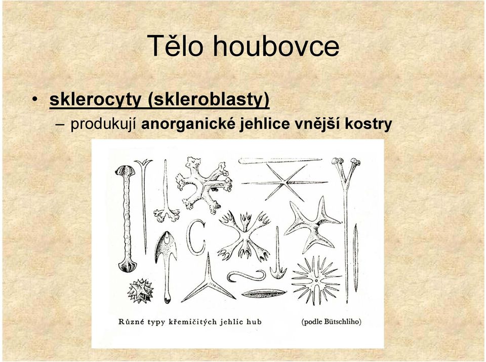 (skleroblasty)