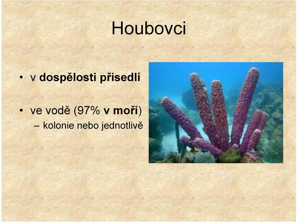 přisedlí ve vodě