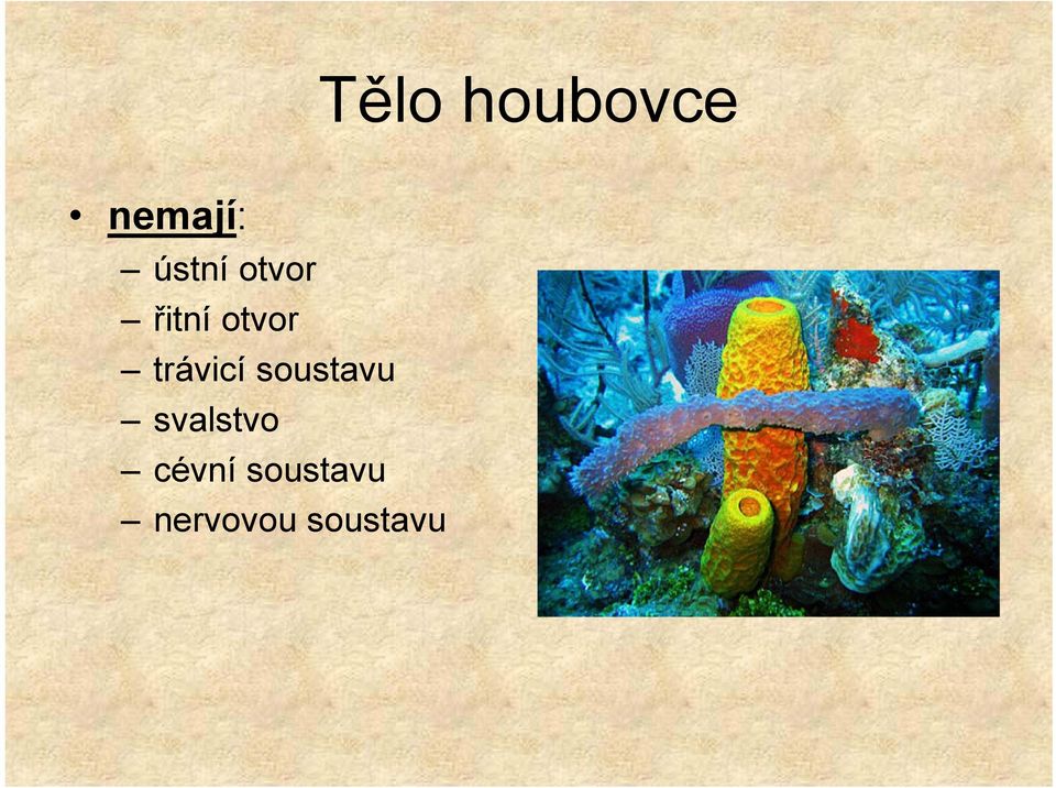 trávicí soustavu svalstvo