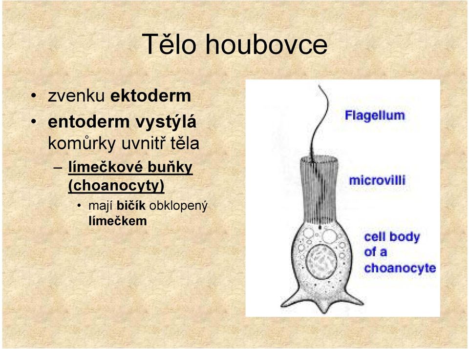 těla límečkové buňky