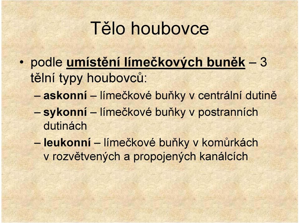 sykonní límečkové buňky v postranních dutinách leukonní