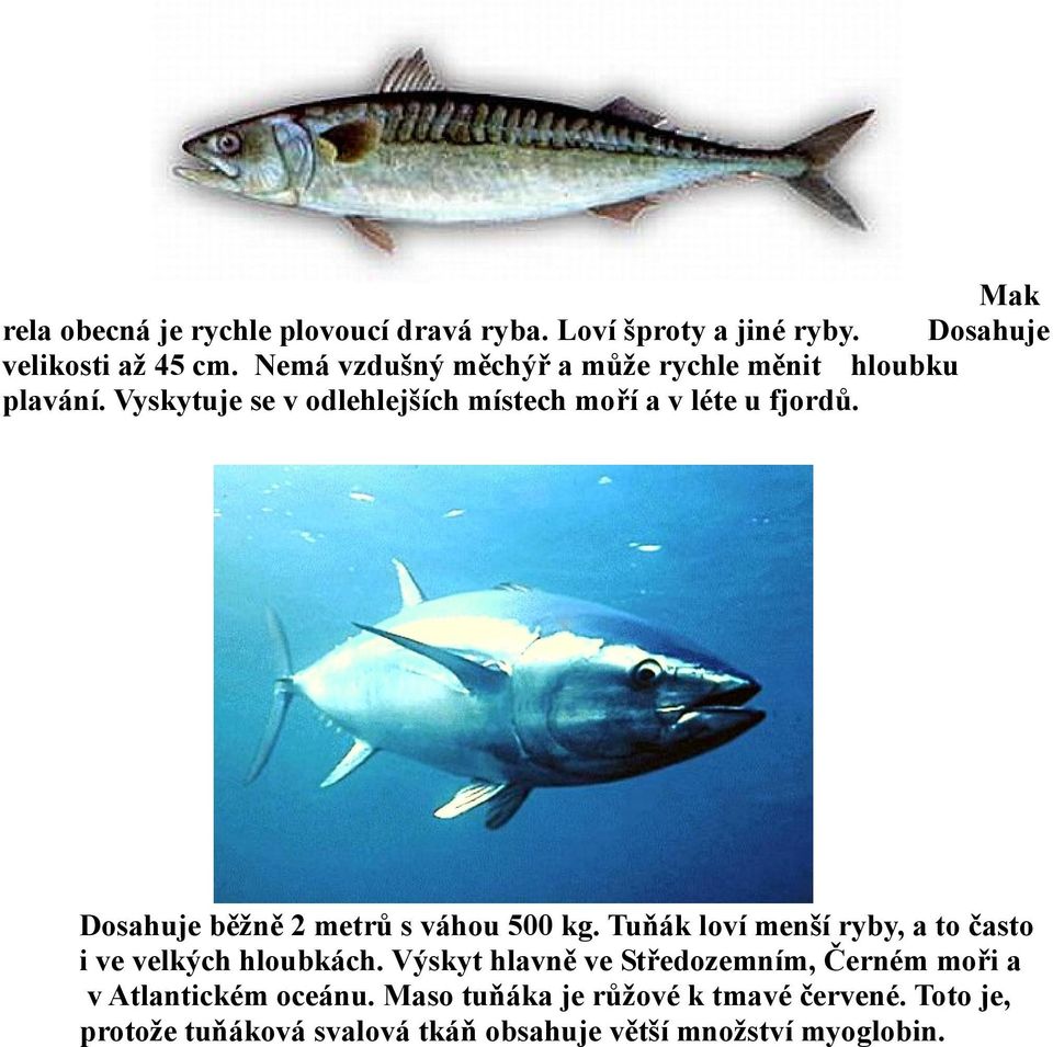 Dosahuje běžně 2 metrů s váhou 500 kg. Tuňák loví menší ryby, a to často i ve velkých hloubkách.