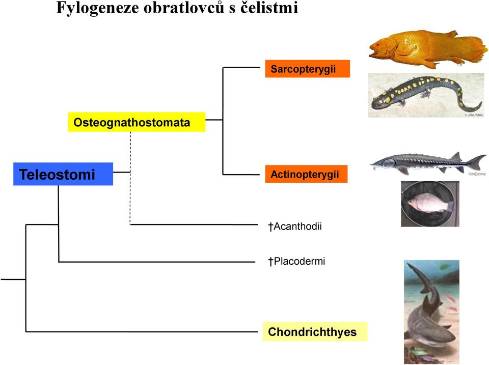 Osteognathostomata Teleostomi