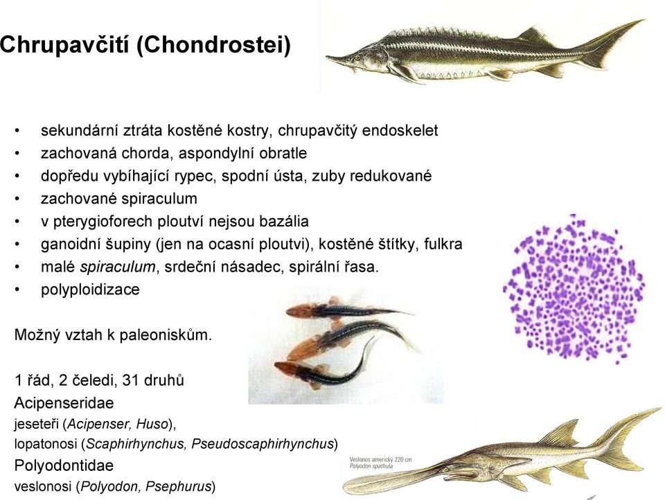 kostěné štítky, fulkra malé spiraculum, srdeční násadec, spirální řasa. polyploidizace Možný vztah k paleoniskům.