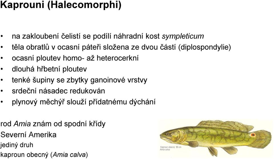 hřbetní ploutev tenké šupiny se zbytky ganoinové vrstvy srdeční násadec redukován plynový měchýř