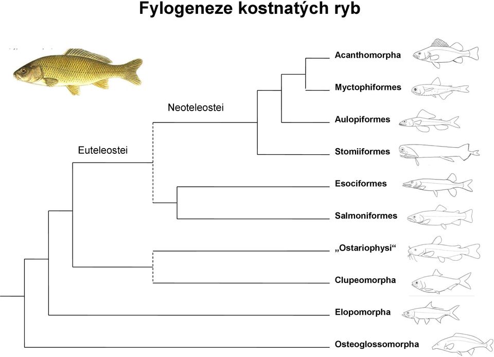 Euteleostei Stomiiformes Esociformes