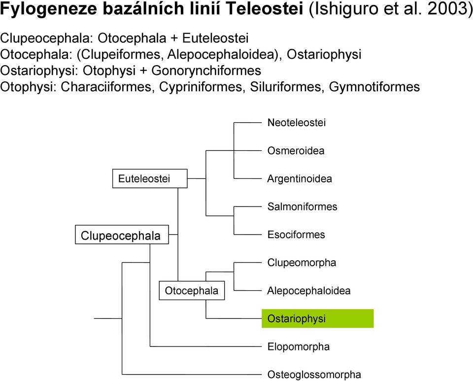 Ostariophysi: Otophysi + Gonorynchiformes Otophysi: Characiiformes, Cypriniformes, Siluriformes, Gymnotiformes