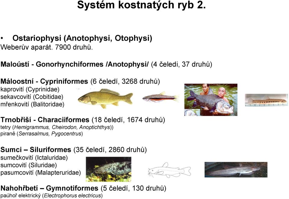 (Cobitidae) mřenkovití (Balitoridae) Trnobřiší - Characiiformes (18 čeledí, 1674 druhů) tetry (Hemigrammus, Cheirodon, Anoptichthys)) piraně