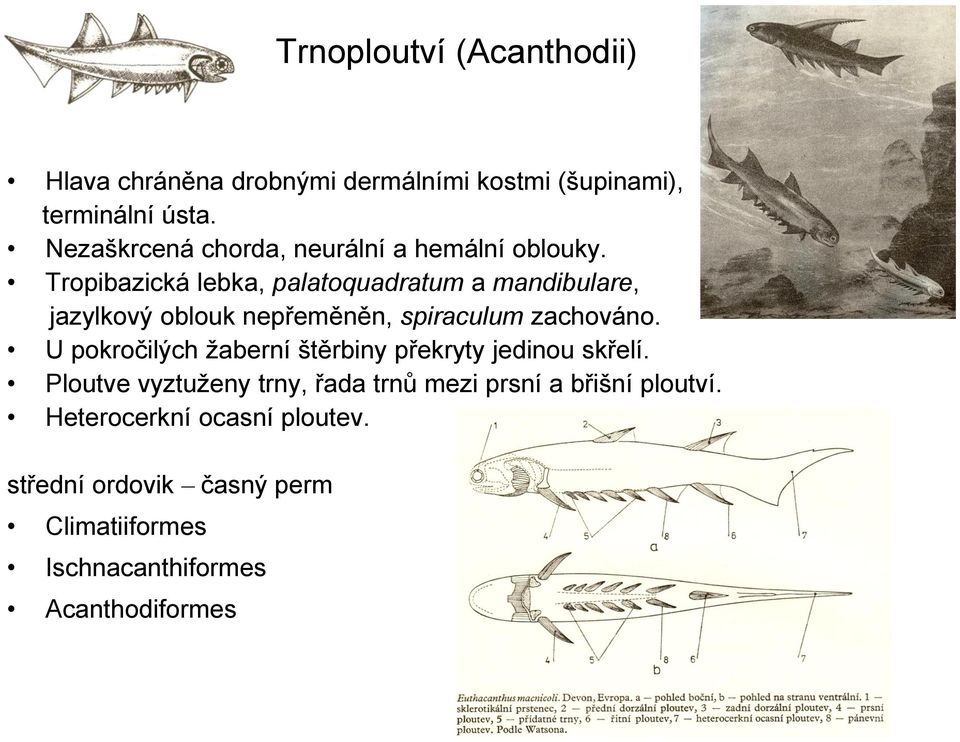 Tropibazická lebka, palatoquadratum a mandibulare, jazylkový oblouk nepřeměněn, spiraculum zachováno.