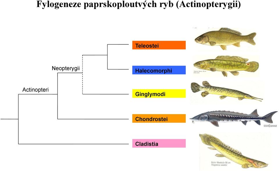 Neopterygii Halecomorphi