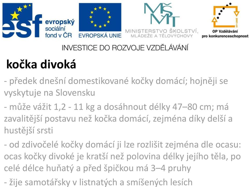 srsti - od zdivočelé kočky domácí ji lze rozlišit zejména dle ocasu: ocas kočky divoké je kratší než polovina