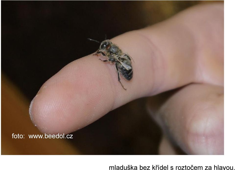 cz mladuška bez