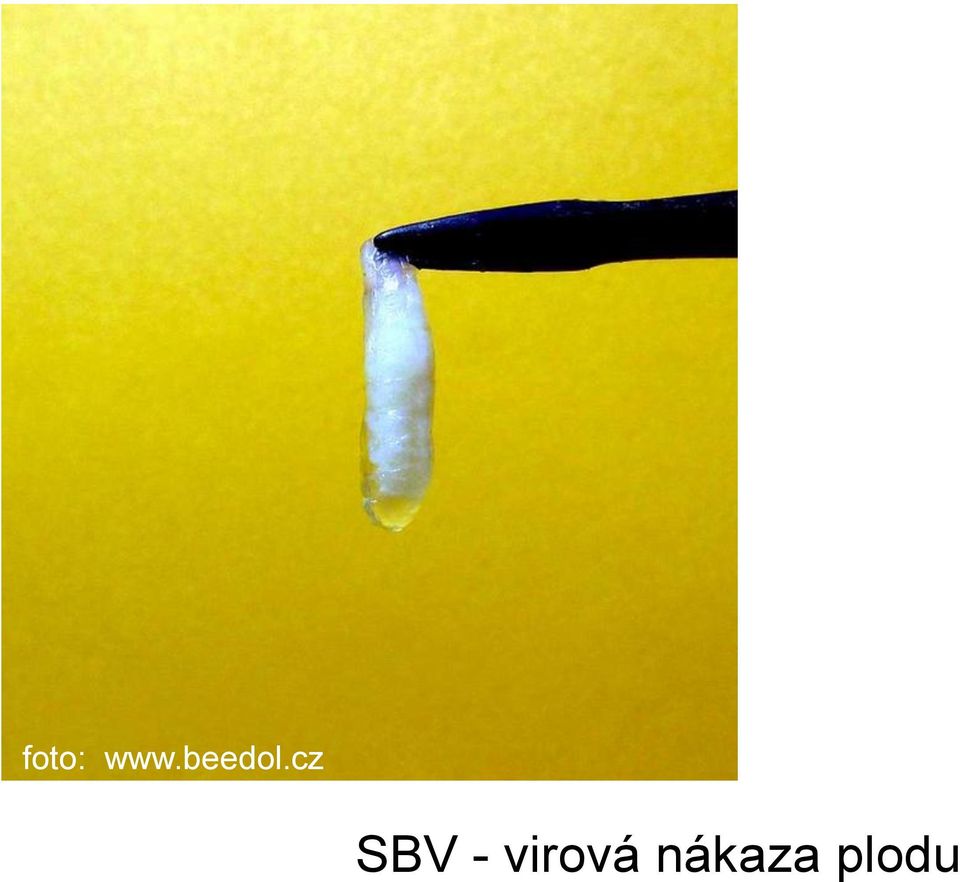 cz SBV -