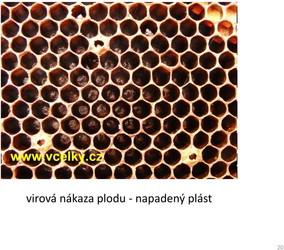 plodu -