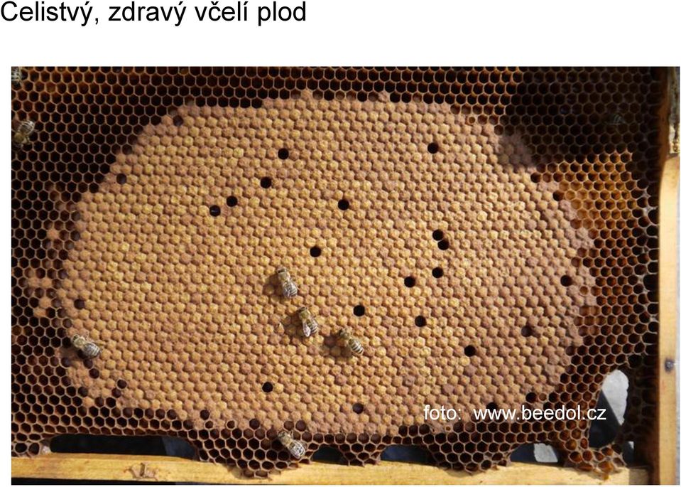 včelí plod