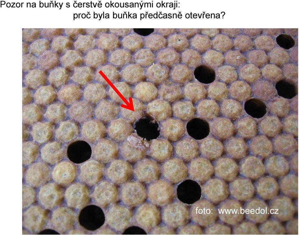 byla buňka předčasně