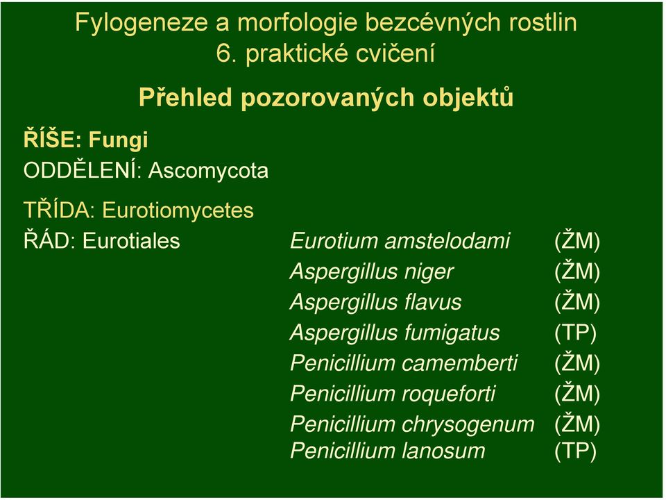 Eurotiomycetes ŘÁD: Eurotiales Eurotium amstelodami (ŽM) Aspergillus niger (ŽM) Aspergillus