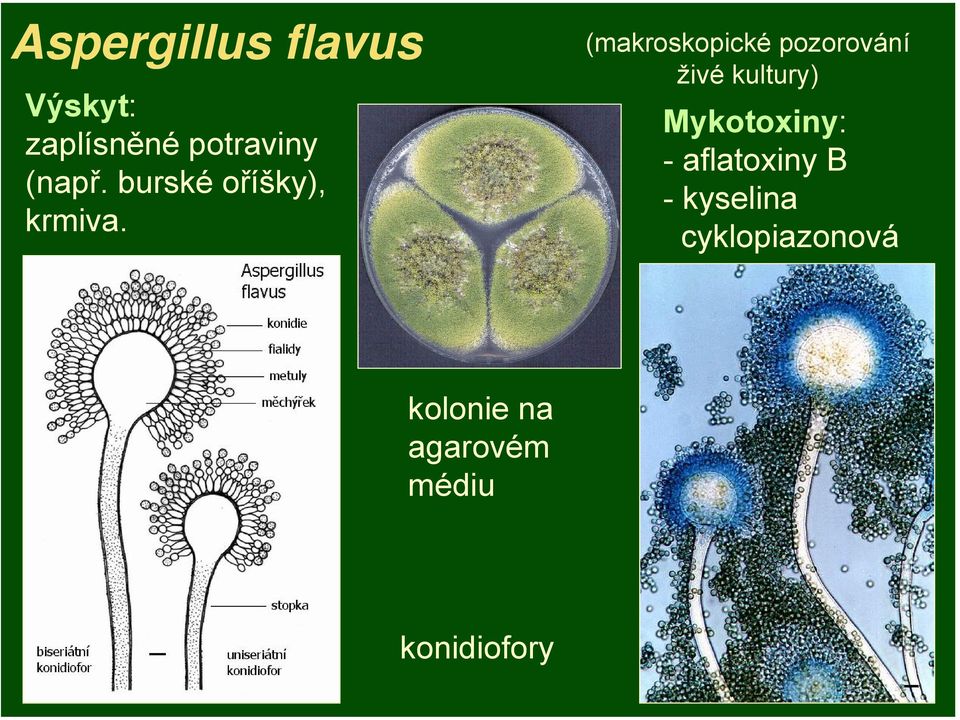 (makroskopické pozorování živé kultury) Mykotoxiny: