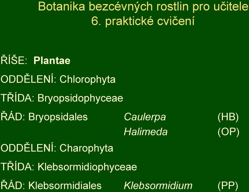 Bryopsidophyceae ŘÁD: Bryopsidales Caulerpa (HB) Halimeda (OP)
