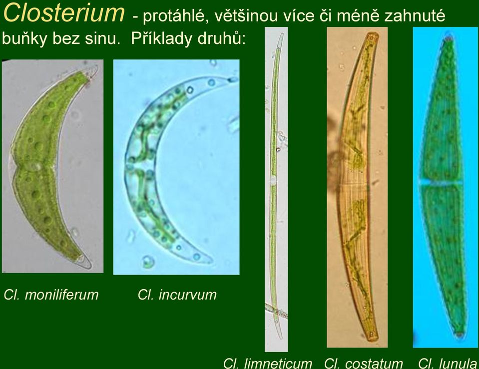 Příklady druhů: Cl. moniliferum Cl.