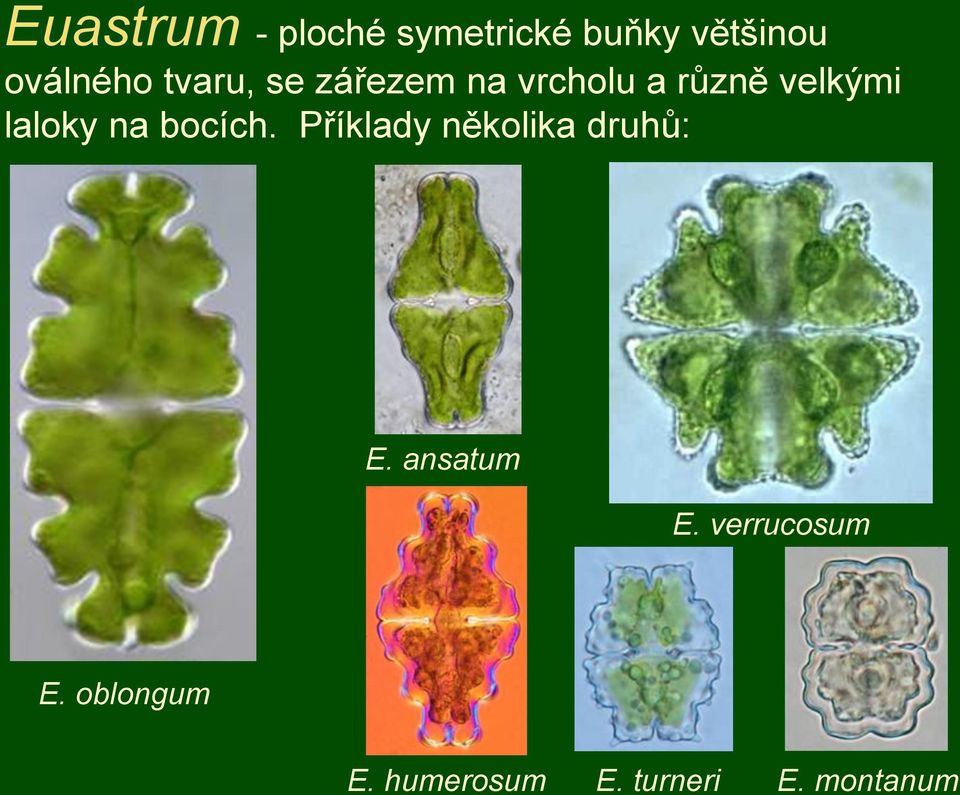 na bocích. Příklady několika druhů: E. ansatum E.