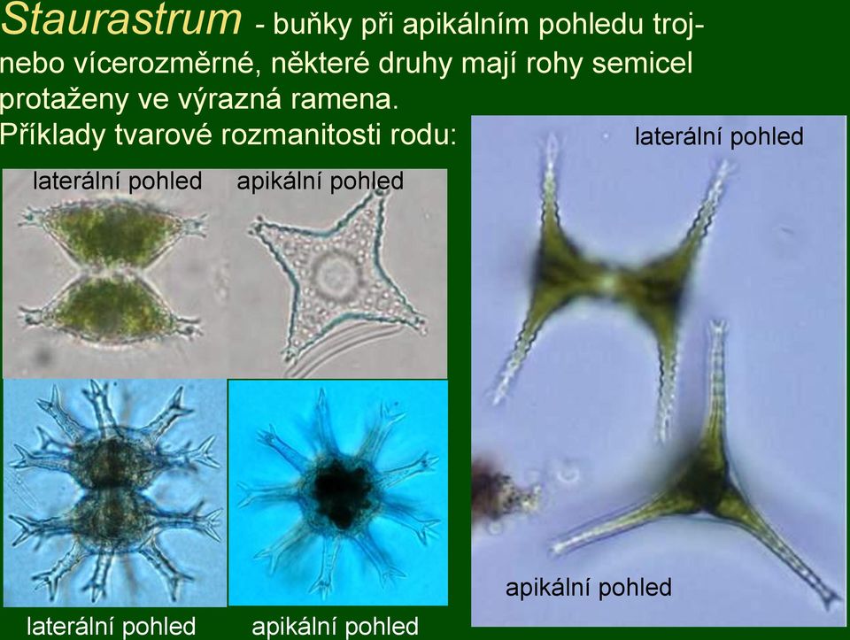 Příklady tvarové rozmanitosti rodu: laterální pohled apikální