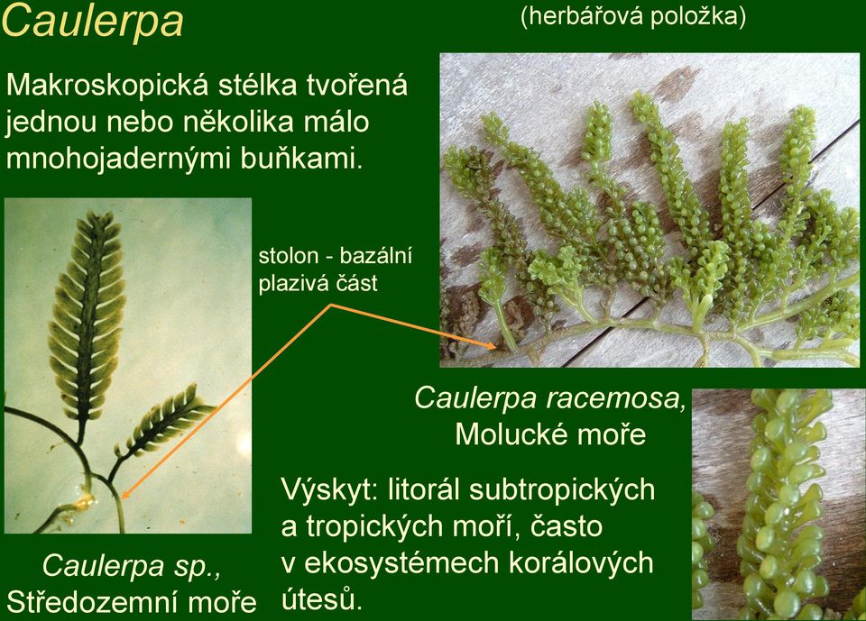 stolon - bazální plazivá část Caulerpa racemosa, Molucké moře Caulerpa