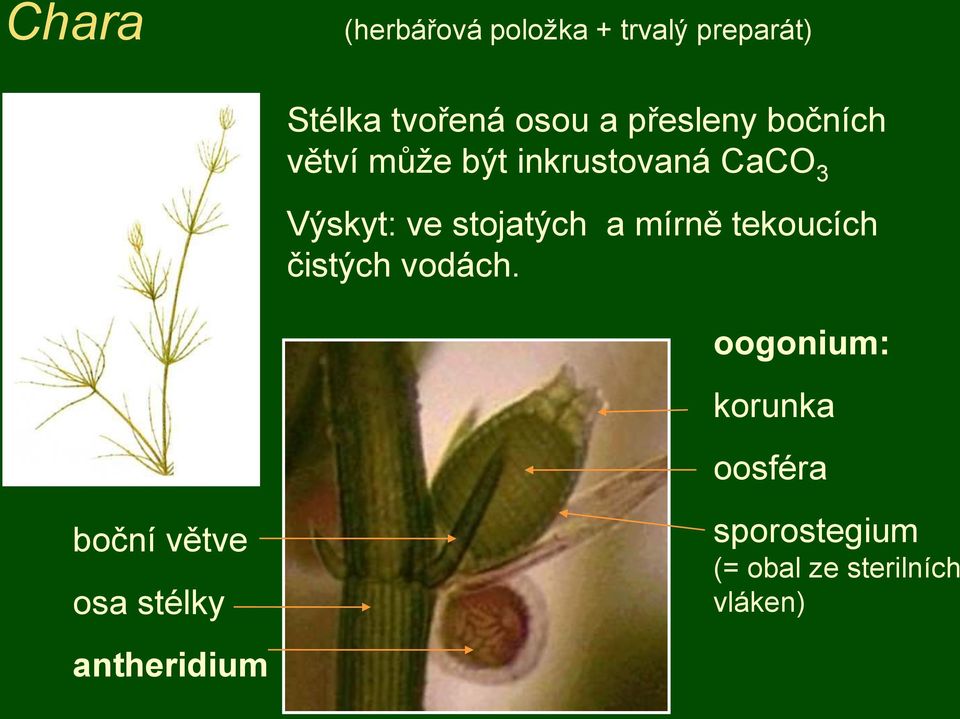 stojatých a mírně tekoucích čistých vodách.