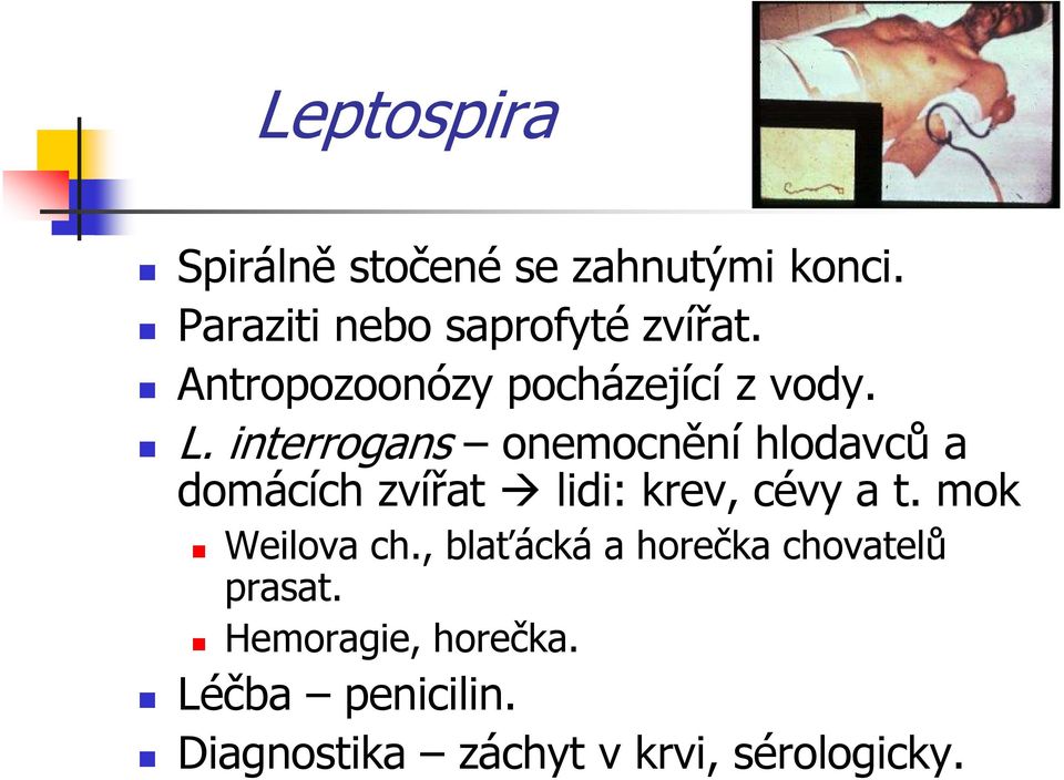 interrogans onemocnění hlodavců a domácích zvířat lidi: krev, cévy a t.