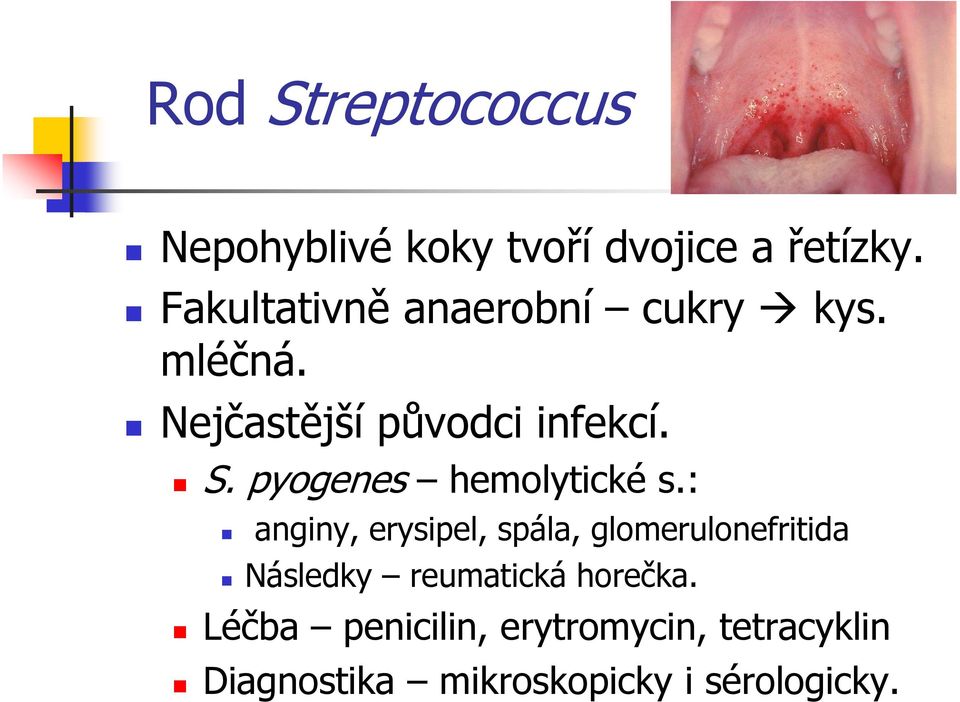 pyogenes hemolytické s.