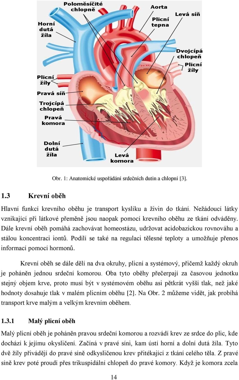 Dále krevní oběh pomáhá zachovávat homeostázu, udržovat acidobazickou rovnováhu a stálou koncentraci iontů. Podílí se také na regulaci tělesné teploty a umožňuje přenos informací pomocí hormonů.