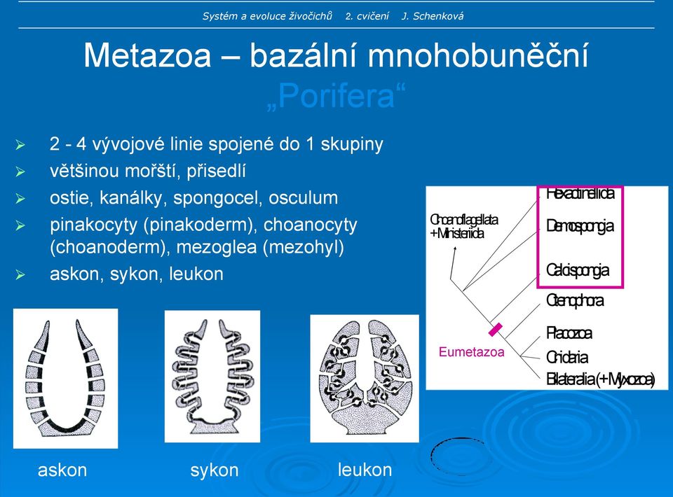 mezoglea (mezohyl) askon, sykon, leukon Choanoflagellata + Ministeriida Eumetazoa