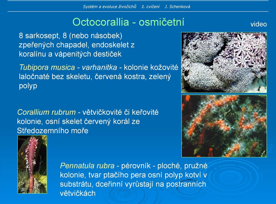 Corallium rubrum - větvičkovité či keřovité kolonie, osní skelet červený korál ze Středozemního moře Pennatula rubra