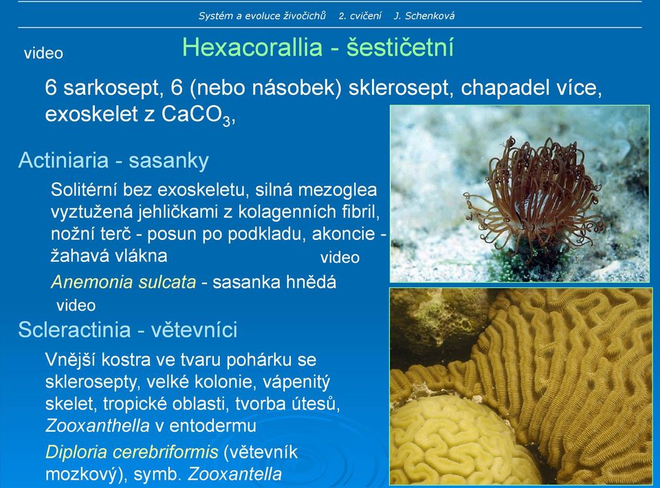 sulcata - sasanka hnědá video Scleractinia - větevníci Vnější kostra ve tvaru pohárku se sklerosepty, velké kolonie, vápenitý skelet, tropické